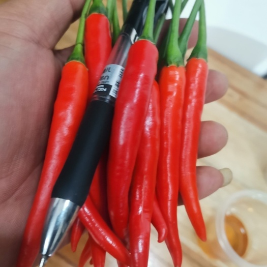 广西新苗精品小米椒,产地直发,一手货源,量大价优,欢迎咨询