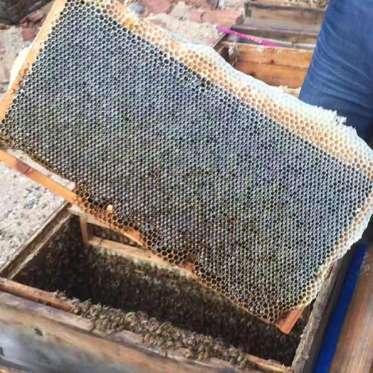 济南蜂蜜