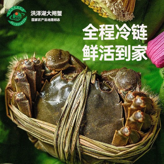 泗洪县精品大闸蟹2.5两全母蟹 10只 鲜活发货