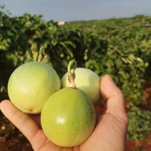 遂溪县百香果 钦蜜9号 精品大量上市 欢迎各位大佬