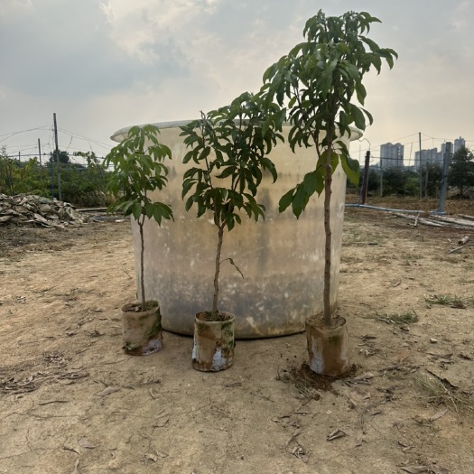 广州仙进奉荔枝苗