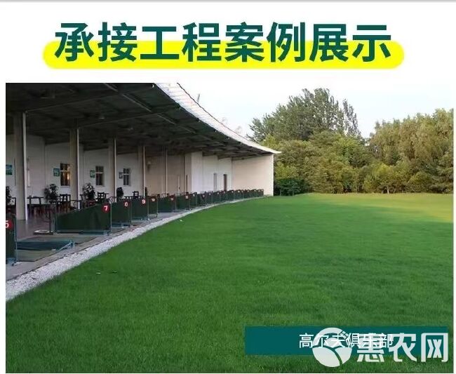 黑麦草多年生草坪种子公路边坡绿化工程护坡草种子耐寒草籽