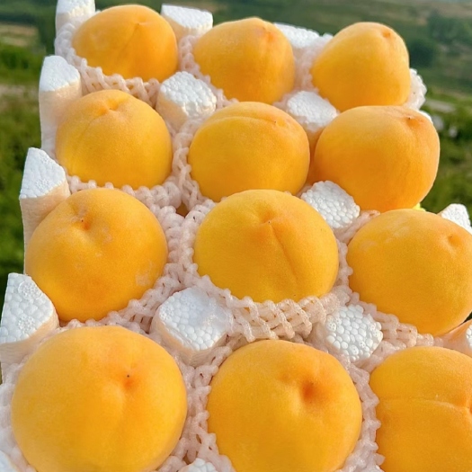 平阴县黄桃