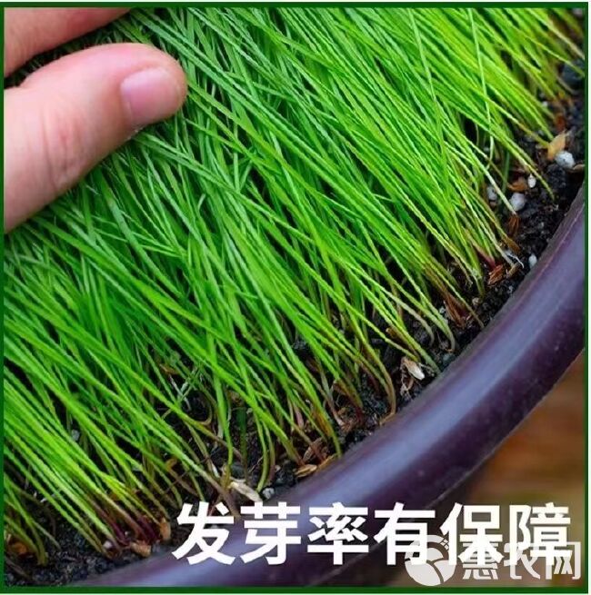 黑麦草多年生草坪种子公路边坡绿化工程护坡草种子耐寒草籽