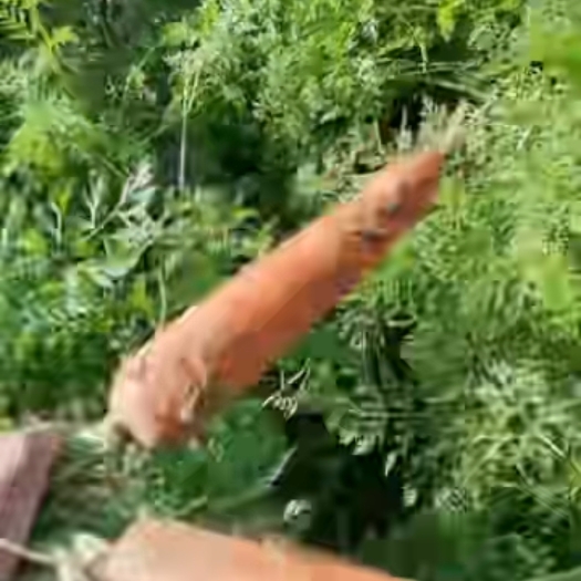 开封红萝卜
