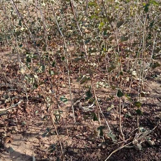 大金星山楂树苗  基地大量出售山楂苗各种品种齐全欢迎订购
