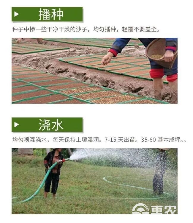 黑麦草多年生草坪种子公路边坡绿化工程护坡草种子耐寒草籽