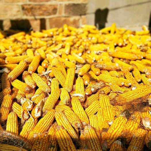 渭南陕西玉米粒，玉米块，喂猪，喂鸡玉米成熟了批发零售喂各种动物