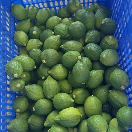 阳西县广东香水柠檬