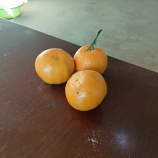 保定柑桔