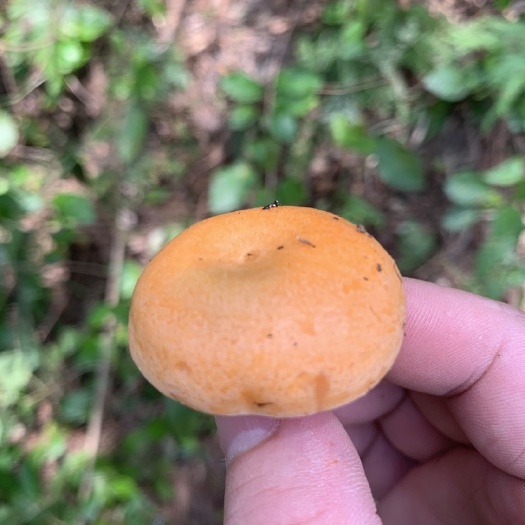 慈利县蘑菇