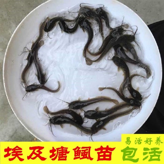 埃及鱼苗革胡子鲶鱼苗淡水胡子鲶鱼苗塘鲺鱼苗批发
