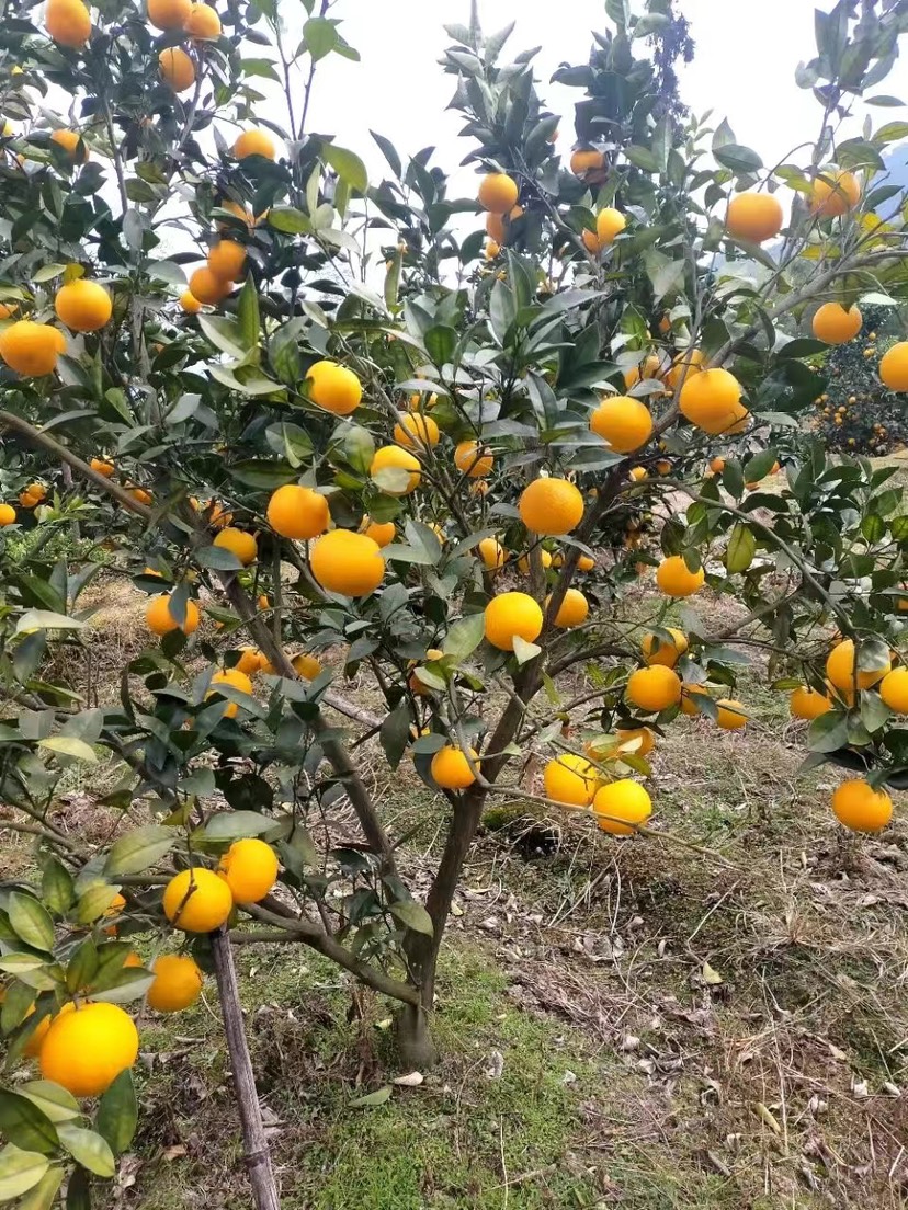 桂林高山蜜香橙