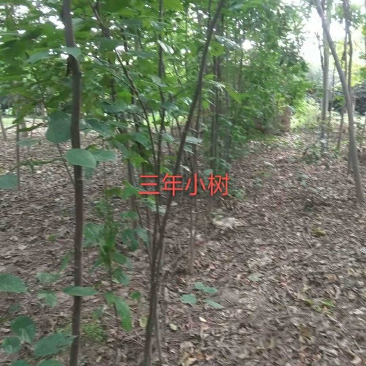 南阳拐枣树苗