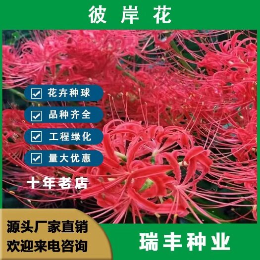 东海县彼岸花种球曼珠沙华盆栽多年生石蒜种球四季种植花卉盆栽开花种球