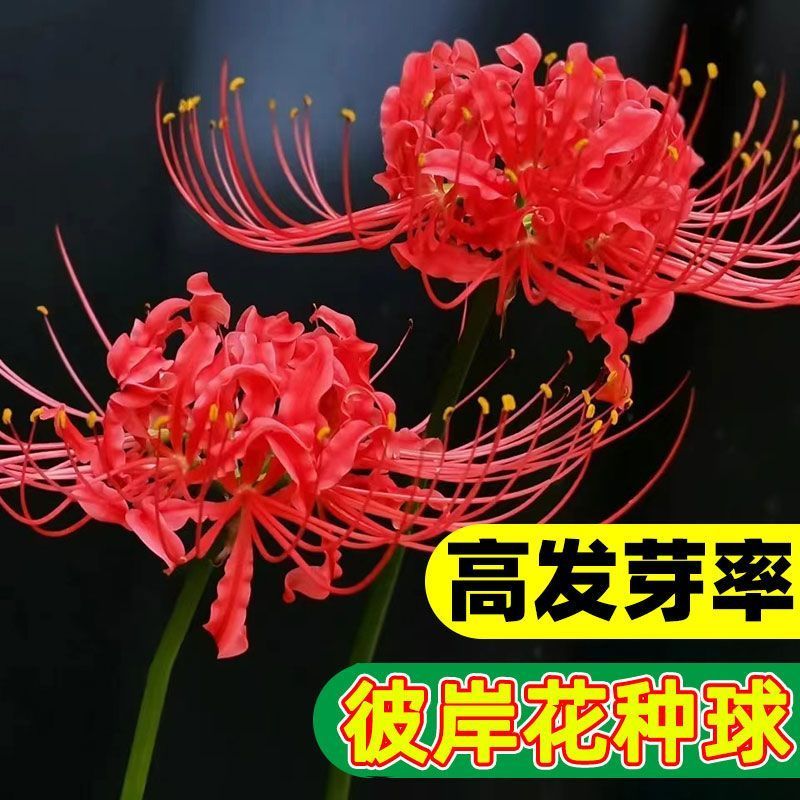 彼岸花种球曼珠沙华盆栽多年生石蒜种球四季种植花卉盆栽开花种球