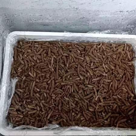 来宾新鲜虫卵，有需要的老板联系哦