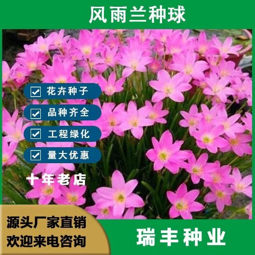 东海县风雨兰种球盆栽葱兰种球花苗绿植花卉阳台四季韭菜兰韭莲花苗石蒜