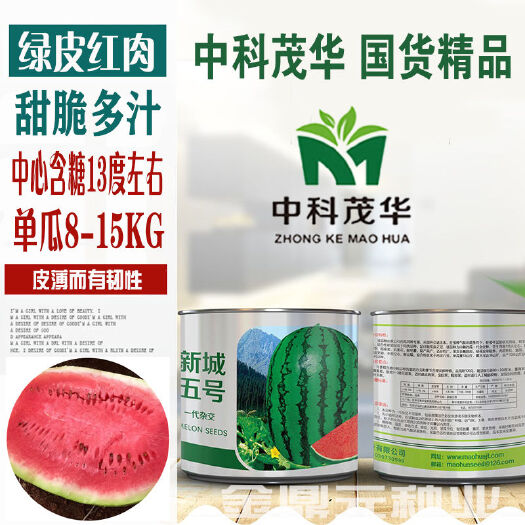 沭阳县中科茂华新城五号杂交西瓜种子沙漠晒砂西瓜金城五号石缝石头瓜种