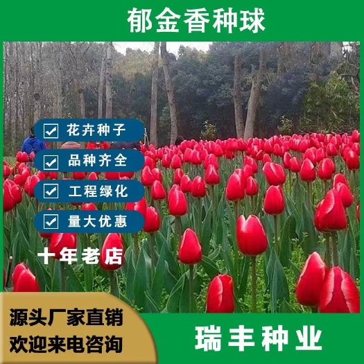【荷兰郁金香】郁金香种球水培土培耐寒好养室内庭院花卉绿植盆栽