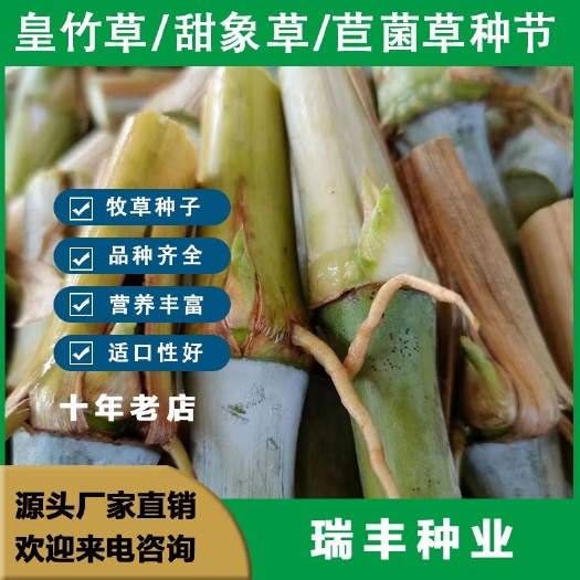 东海县甜象草3号种节无毛耐寒甜象草皇竹草种节巨菌草种节多年牧草种节