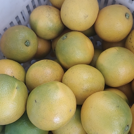 麻阳县冰糖橙