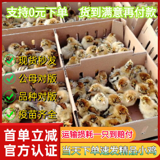 衡阳县对版母鸡雏鸡批发青脚麻鸡散养鸡活的土鸡五黑鸡芦花鸡绿壳蛋