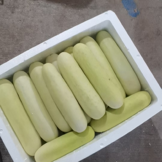 漳州白黄瓜基地种植，期待更多老板合作，支持各种规格包装