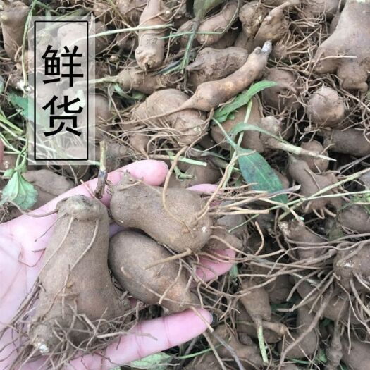 太和县新鲜白术鲜现挖白术整个 药材白术包邮 白术煲汤胃