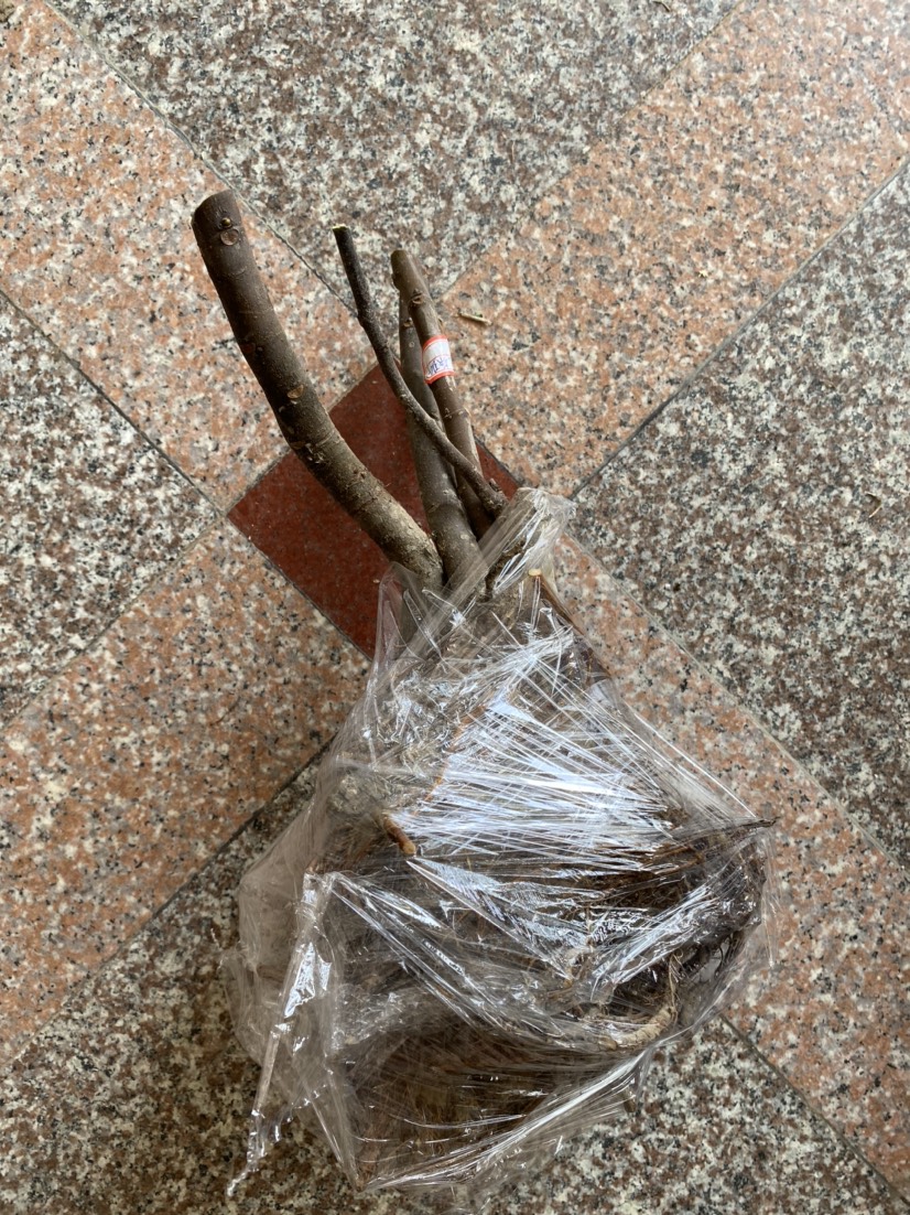 无花果苗 波姬红 果大红色香甜