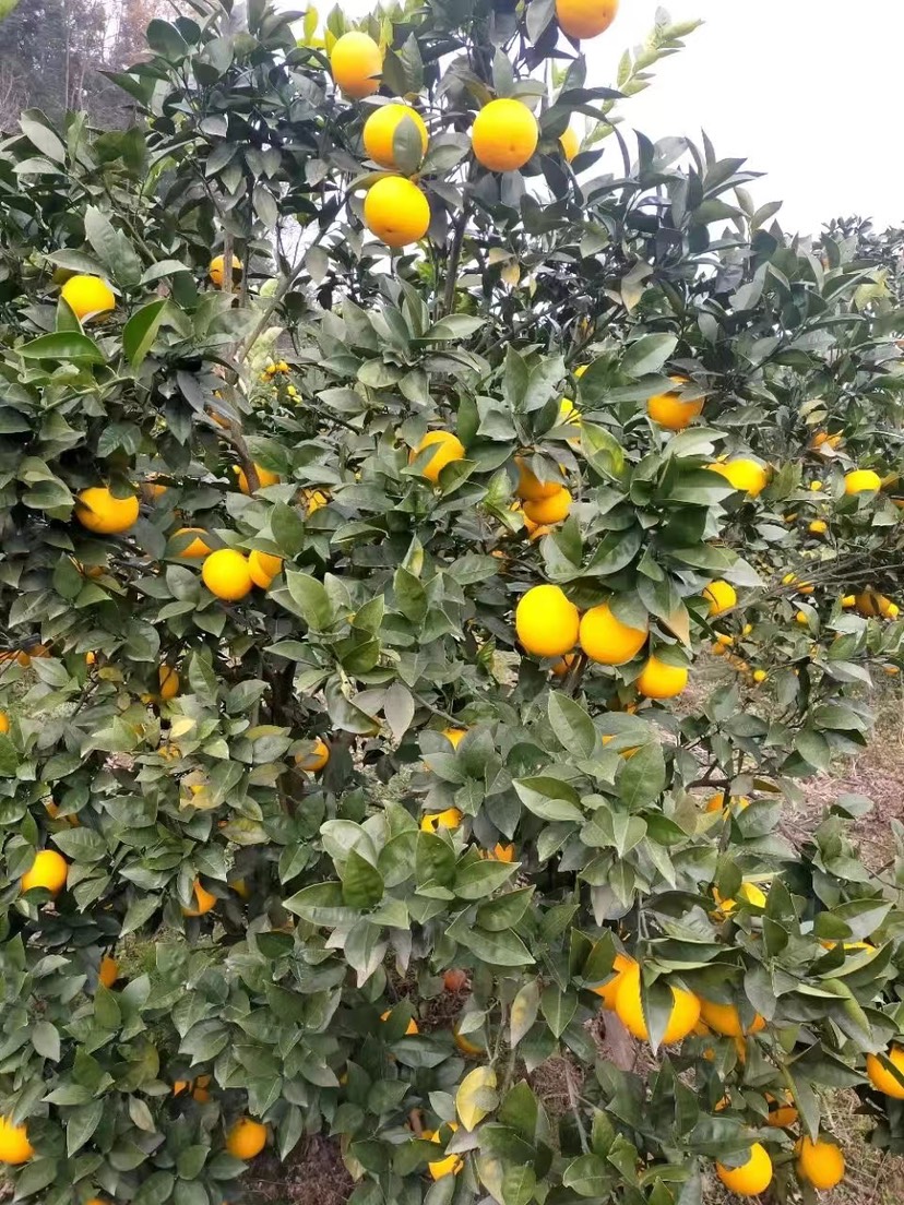 桂林高山蜜香橙