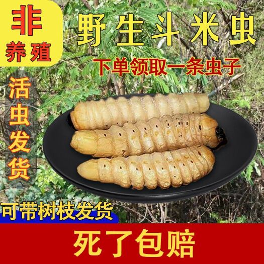 南昌县斗米虫5克以上16一条