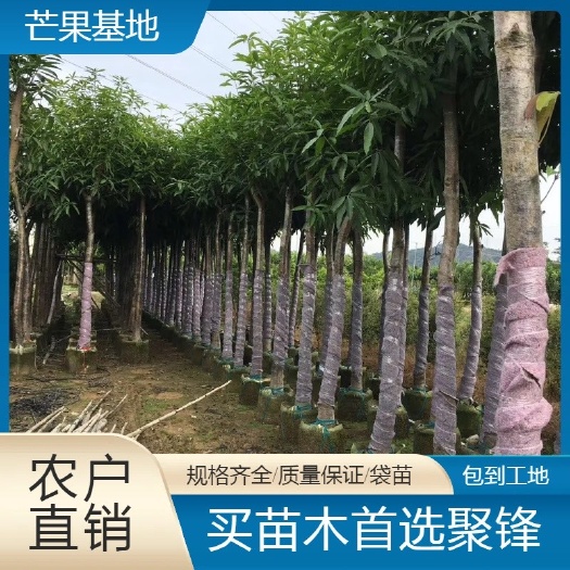 普宁市芒果树。（米径10-11分）