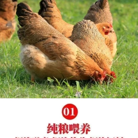 侯马市农村土鸡1斤左右的侯马本地自提活物当面交易看好卖出不退不换