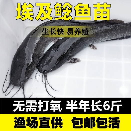 广州埃及塘鲺鱼苗胡子鲶鱼苗八须鲶鱼苗埃及塘虱鱼苗