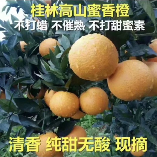 灵川县桂林高山蜜香橙