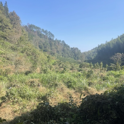 建瓯市果园转让
