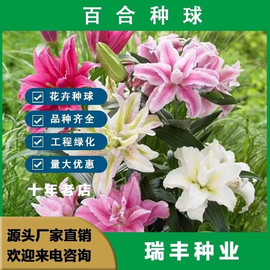东海县香水百合花种球带芽四季盆栽室内阳台耐寒绿植种子百合种球