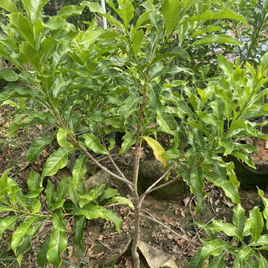 茂名黄晶果大苗、黄宝石品种，当年种下当年结果。
