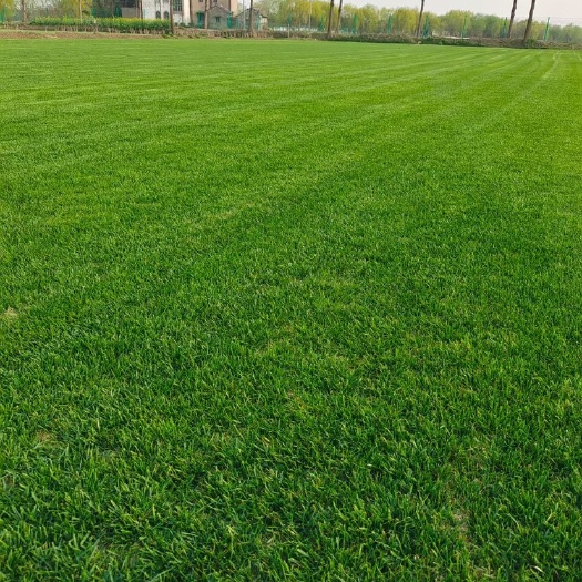 平湖市自产精品草坪黑麦草 基地直发 没有中间商