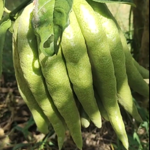 云县佛手柑 香蕉 香橼