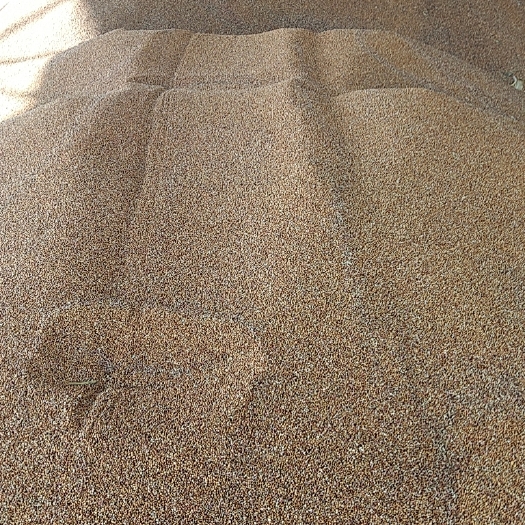 岚县，酿酒高梁