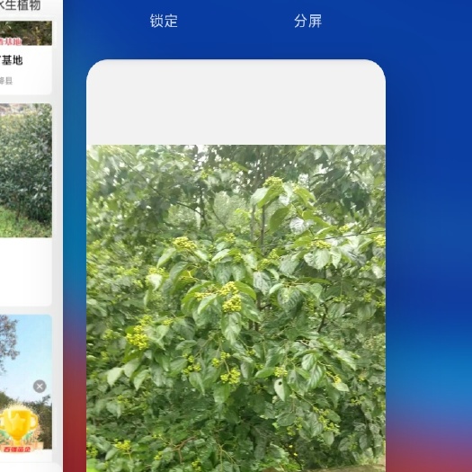 南阳拐枣树苗