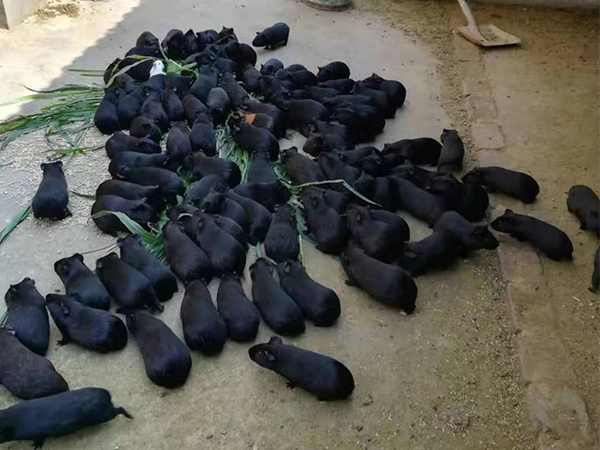 随州黑豚鼠种苗，荷兰猪养殖