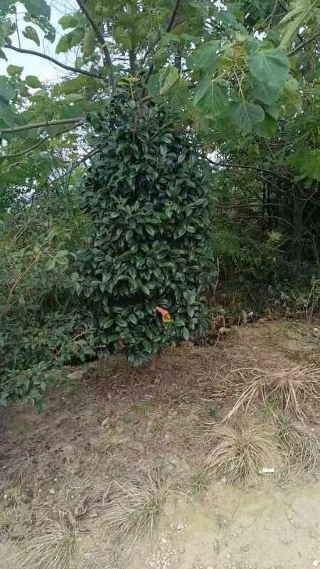 东莞市茶花