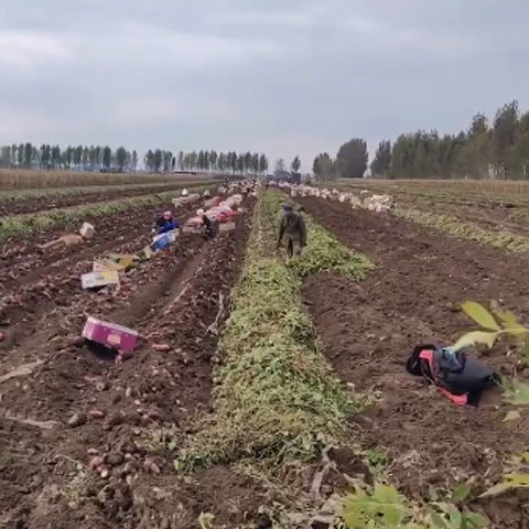 锦州白心红薯