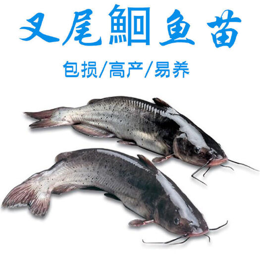 广州斑点叉尾鮰鱼苗班点梭边鱼钳鱼鲶鱼科淡水好养殖食用耐活本地批发