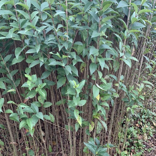 精品大叶女贞