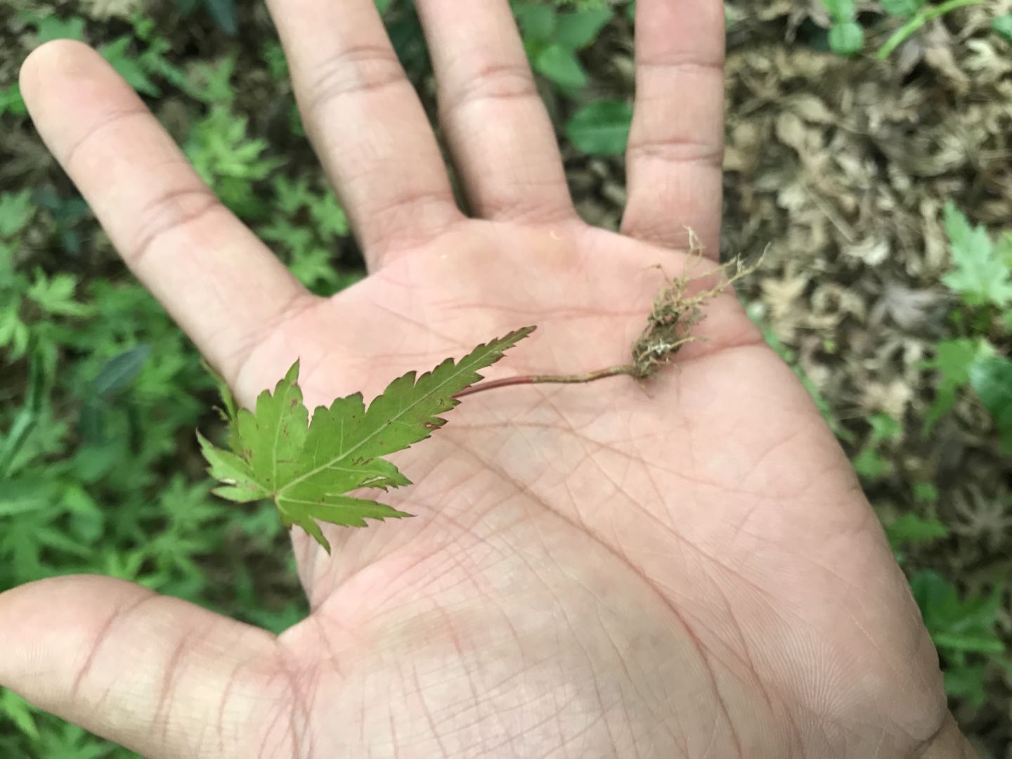 鸡爪槭芽苗低价供应 一年生鸡爪槭 退林鸡爪槭