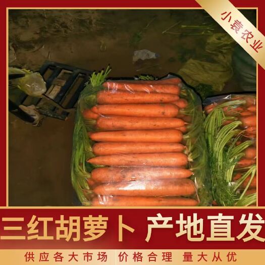 开封三红胡萝卜
